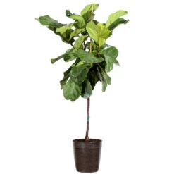 Fiddle-Leaf Fig Tree 23 Fiddle-Leaf Fig Tree -Geen Shop Fiddle Leaf Fig Delilah Brown pot 3G2 3
