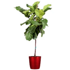 Fiddle-Leaf Fig Tree 27 Fiddle-Leaf Fig Tree -Geen Shop Fiddle Leaf Fig Delilah Red pot 3G2 3
