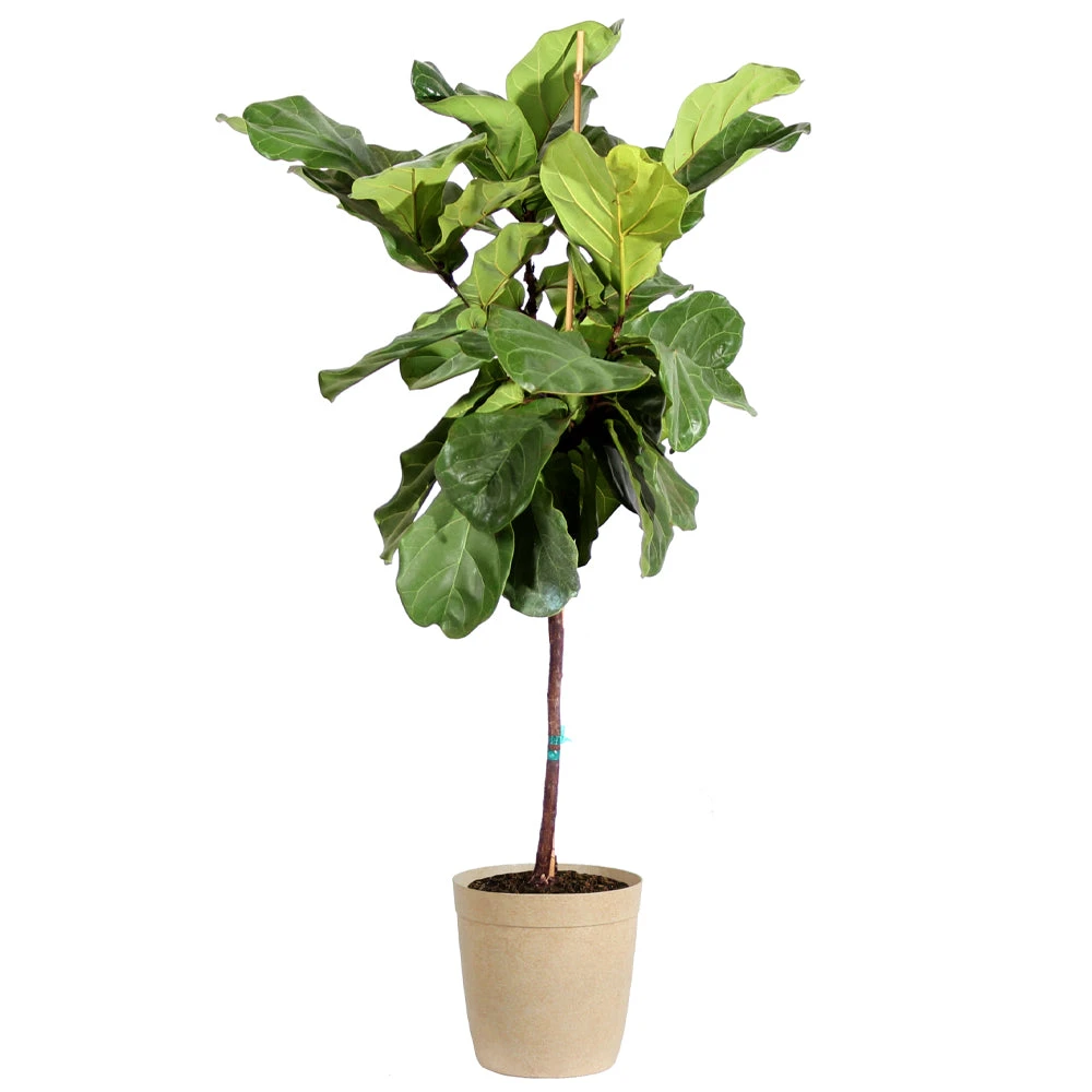 Fiddle-Leaf Fig Tree 9 Fiddle-Leaf Fig Tree - Image 7