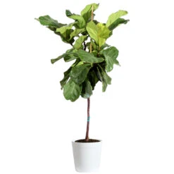Fiddle-Leaf Fig Tree 26 Fiddle-Leaf Fig Tree -Geen Shop Fiddle Leaf Fig Delilah White pot 3G2 3
