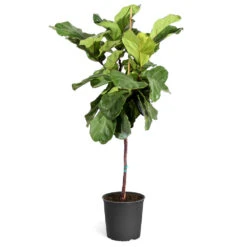 Fiddle-Leaf Fig Tree 25 Fiddle-Leaf Fig Tree -Geen Shop Fiddle Leaf Fig standard pot 3G2 3
