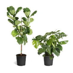 Fiddle-Leaf Fig Tree 33 Fiddle-Leaf Fig Tree -Geen Shop Fiddle Swiss Combo 3GMon 3 4 Fig a225c690 ec30 4541 aa19 8883ccdfa157