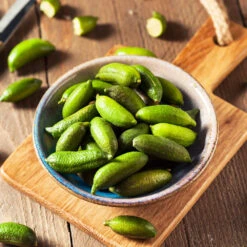 Australian Finger Lime Tree 11 Australian Finger Lime Tree -Geen Shop Finger Lime Tree 4