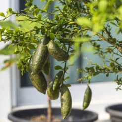 Australian Finger Lime Tree 9 Australian Finger Lime Tree -Geen Shop Finger Lime Tree 6 BB