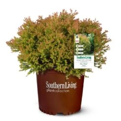 Fire Chief™ Thuja Shrub 9 Fire Chief™ Thuja Shrub -Geen Shop Fire Chief Arborvitae 5