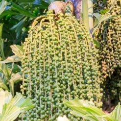 Fishtail Palm 12 Fishtail Palm -Geen Shop Fishtail Palm 4