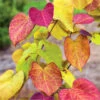 Flame Thrower® Redbud Tree 2 Flame Thrower® Redbud Tree -Geen Shop Flame Thrower Redbud 600x600 BB
