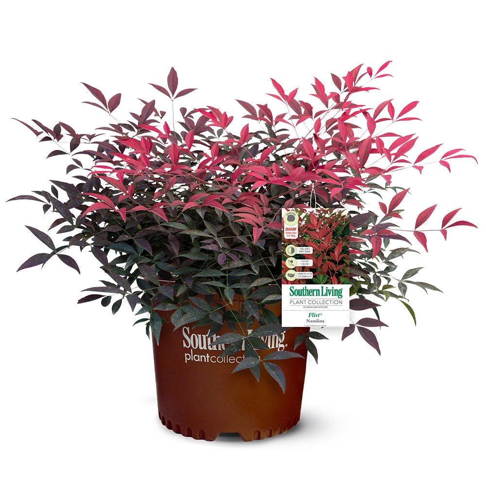 Flirt™ Nandina Bush 7 Flirt™ Nandina Bush - Image 5