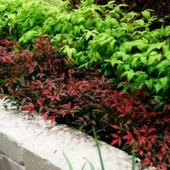 Flirt™ Nandina Bush 10 Flirt™ Nandina Bush -Geen Shop Flirt Nandina BB 2