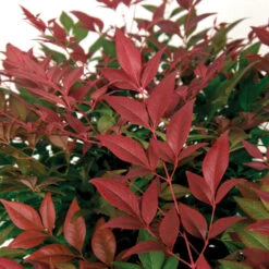 Flirt™ Nandina Bush 11 Flirt™ Nandina Bush -Geen Shop Flirt Nandina BB 3