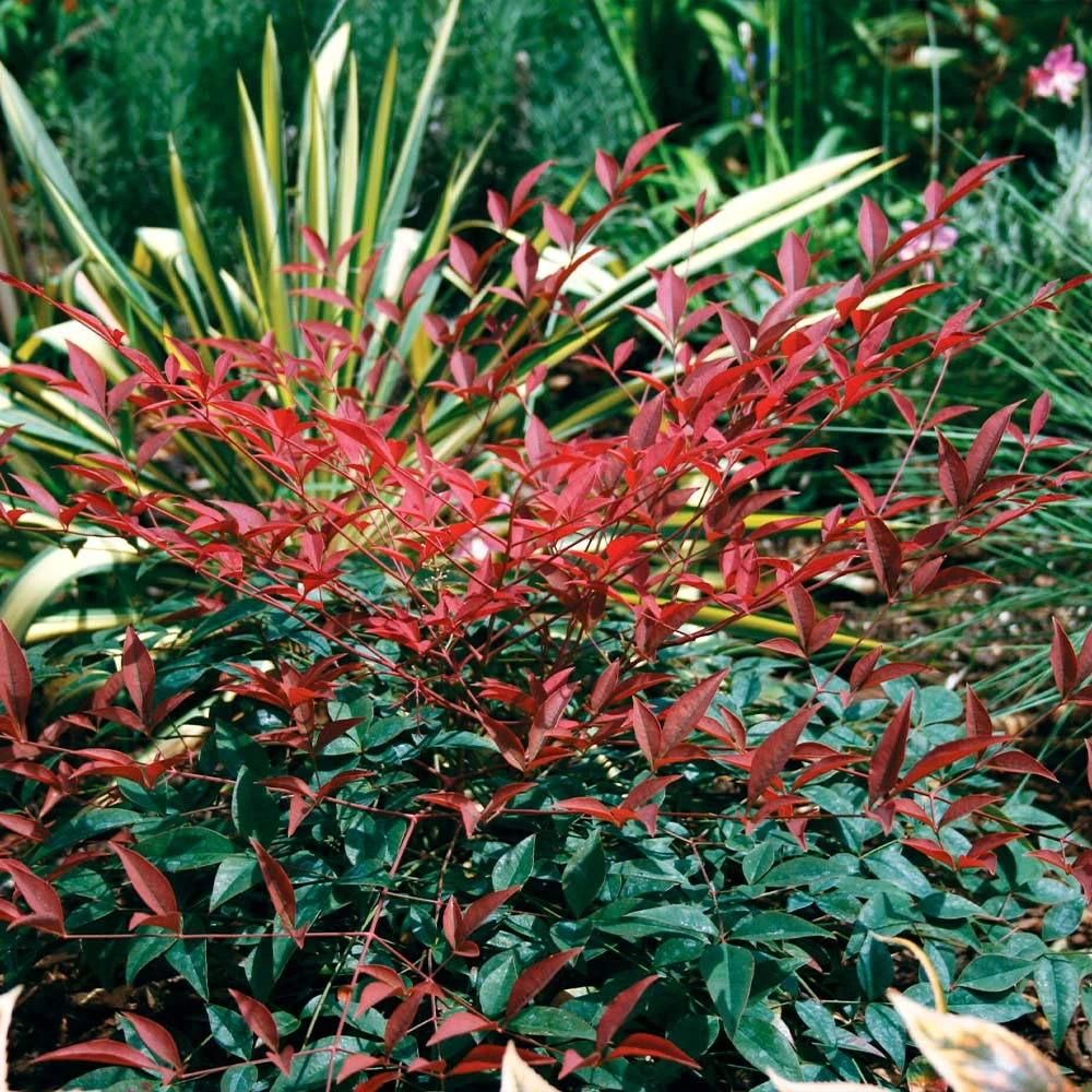 Flirt™ Nandina Bush 4 Flirt™ Nandina Bush - Image 2