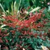 Flirt™ Nandina Bush -Geen Shop Flirt Nandina BB 600x600 2b06d5d3 b0df 4b87 b35f 1d71e91c6234