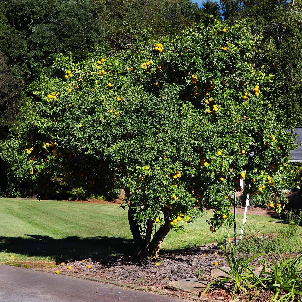 Hardy Orange Tree 'Flying Dragon' 5 Hardy Orange Tree 'Flying Dragon' - Image 3