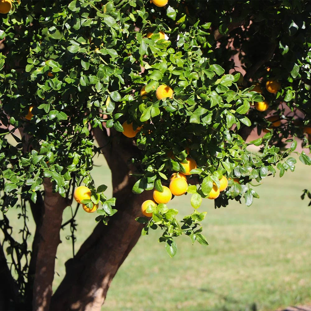 Hardy Orange Tree 'Flying Dragon' 8 Hardy Orange Tree 'Flying Dragon' - Image 6