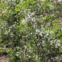 Hardy Orange Tree 'Flying Dragon' 15 Hardy Orange Tree 'Flying Dragon' -Geen Shop Flying Dragon Trifoliate orange 9