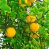 Hardy Orange Tree 'Flying Dragon' 1 Hardy Orange Tree 'Flying Dragon' -Geen Shop Flying Dragon Trifoliate orange BB 600x600 485ec5d9 e8cc 4da4 8df0 ddbb64b47e6a