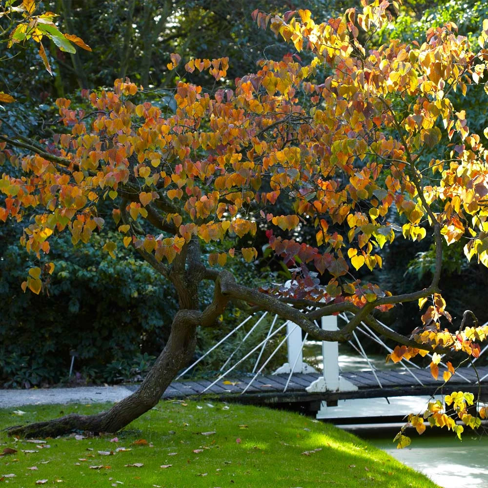 Forest Pansy Redbud Tree 8 Forest Pansy Redbud Tree - Image 6
