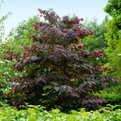 Forest Pansy Redbud Tree 11 Forest Pansy Redbud Tree -Geen Shop Forest Pansy Redbud 4