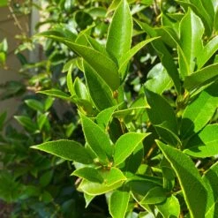 Fragrant Tea Olive Shrub 10 Fragrant Tea Olive Shrub -Geen Shop Fragrant Tea Olive 5