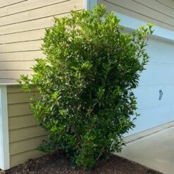 Fragrant Tea Olive Shrub 11 Fragrant Tea Olive Shrub -Geen Shop Fragrant Tea Olive 6