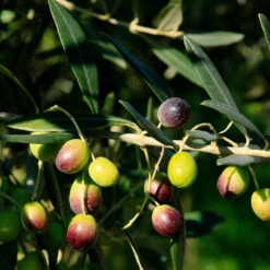 Italian Olive Tree 7 Italian Olive Tree -Geen Shop Frantoio Olive 2 BB