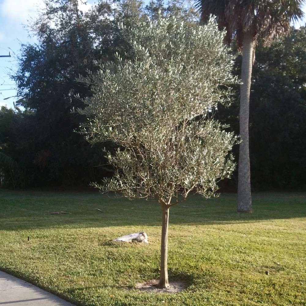 Italian Olive Tree 4 Italian Olive Tree - Image 2