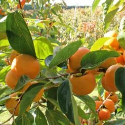 Fuyu Persimmon Tree -Geen Shop Fuyu Persimmon 4