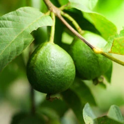 Guava Tree 'Ruby Supreme' -Geen Shop GUava tree 3 BB