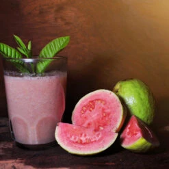 Guava Tree 'Ruby Supreme' -Geen Shop GUava tree 6 BB