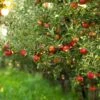 Gala Apple Tree 2 Gala Apple Tree -Geen Shop Gala Apple BB 600x600 161db319 4491 46d2 ac66 7f74d21c5fe9