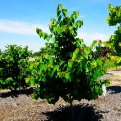 Garden Gems® Emerald Redbud Tree 9 Garden Gems® Emerald Redbud Tree -Geen Shop Garden Gems Emerald 3