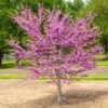 Garden Gems® Emerald Redbud Tree 2 Garden Gems® Emerald Redbud Tree -Geen Shop Garden Gems Emerald FGT 600x600 730c8d4c bef7 4502 9592 5e01b22eed4e