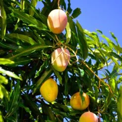 Mango Kit -Geen Shop Glenn Mango 6