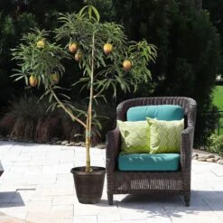 Glenn Mango Tree -Geen Shop Glenn Mango 8 BB