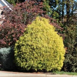 Gold Mop Cypress Tree 8 Gold Mop Cypress Tree -Geen Shop Gold Mop Cypress 1B BB