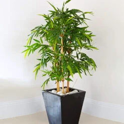 Golden Bamboo Plant -Geen Shop Golden Bamboo 1
