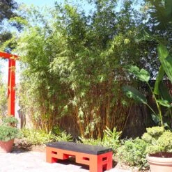 Golden Bamboo Plant -Geen Shop Golden Bamboo 8 BB