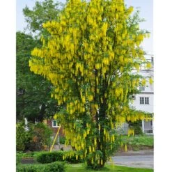 Columnar Goldenchain Tree 8 Columnar Goldenchain Tree -Geen Shop Golden Chaintree Fastigiata 1