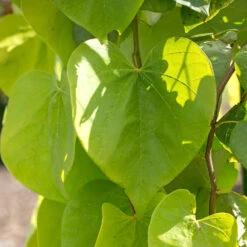 Golden Falls® Redbud Tree 10 Golden Falls® Redbud Tree -Geen Shop Golden Falls Redbud 2