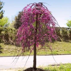 Golden Falls® Redbud Tree 9 Golden Falls® Redbud Tree -Geen Shop Golden Falls Redbud 4
