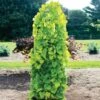 Golden Falls® Redbud Tree -Geen Shop Golden Falls Redbud 600x600 db1dc0bd d6e0 4011 8147 f7860da59432