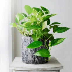 Golden Pothos Plant -Geen Shop Golden Pothos 1 BB
