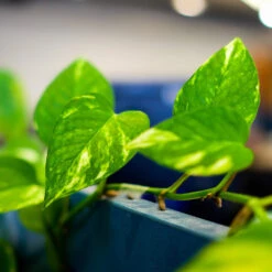 Golden Pothos Plant -Geen Shop Golden Pothos 2 BB