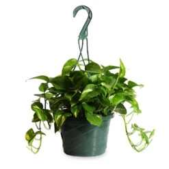 Golden Pothos Plant -Geen Shop Golden Pothos HB 1