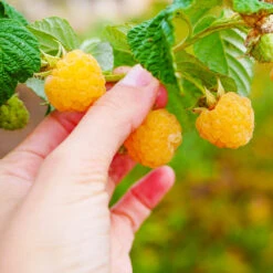 Golden Raspberry Plant -Geen Shop Golden Raspberry 1 BB