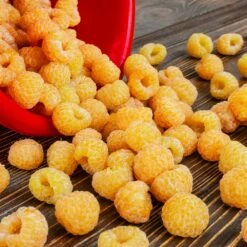 Golden Raspberry Plant -Geen Shop Golden Raspberry 6 BB