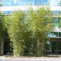 Graceful Bamboo -Geen Shop Graceful Bamboo 2