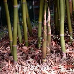 Graceful Bamboo -Geen Shop Graceful Bamboo 4 BB