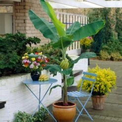 Grand Naine Banana Tree 12 Grand Naine Banana Tree -Geen Shop Grand Naine Nain Banana 4