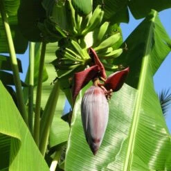 Grand Naine Banana Tree 13 Grand Naine Banana Tree -Geen Shop Grand Naine Nain Banana 6